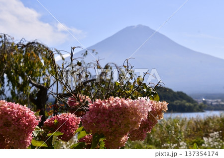 アジサイ 富士山 アジサイ 富士山 137354174