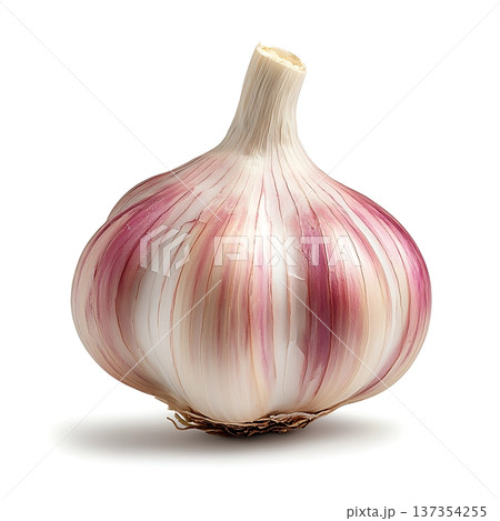 Fresh Organic Garlic Bulb with Purple Stripes on White Background for Culinary Use Fresh Organic Garlic Bulb with Purple Stripes on White Background for Culinary Use 137354255