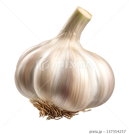 Fresh Garlic Bulb with Roots on White Background for Culinary and Health Themes Fresh Garlic Bulb with Roots on White Background for Culinary and Health Themes 137354257