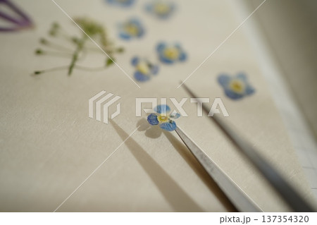 春の野の花の押し花 137354320