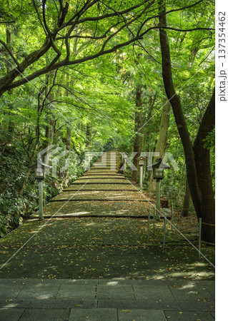 白山比咩神社　表参道　石川県白山市 137354462