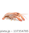 Detailed Close-Up of Fresh Lobster with Vibrant Color and Sharp Claws on White Background 137354785