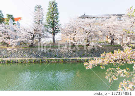 京都・岡崎さくら回廊 137354881