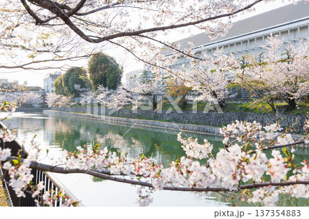 京都・岡崎さくら回廊 137354883