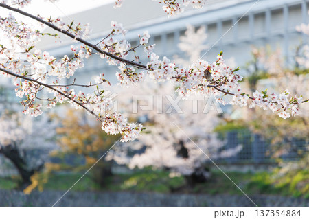 京都・岡崎さくら回廊 137354884