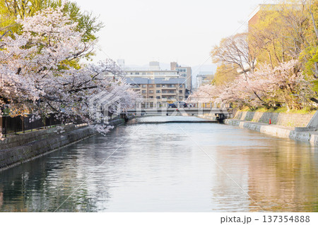 京都・岡崎さくら回廊 137354888