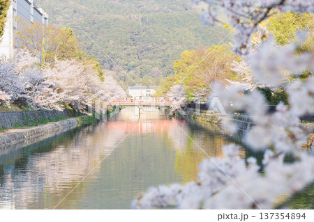 京都・岡崎さくら回廊 137354894