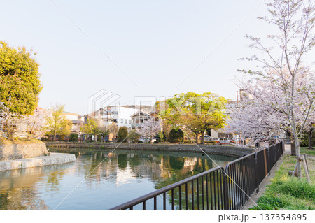京都・岡崎さくら回廊 京都・岡崎さくら回廊 137354895