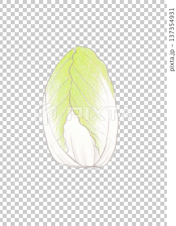 Colored pencil drawing of Chinese cabbage 137354931