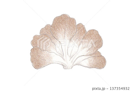 色えんぴつ画のまいたけ 137354932