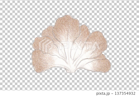 色えんぴつ画のまいたけ 137354932