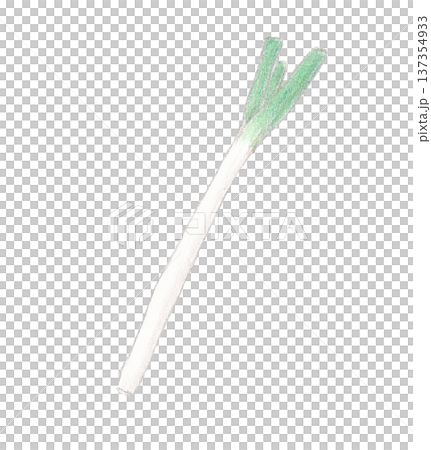 色えんぴつ画のねぎ 137354933