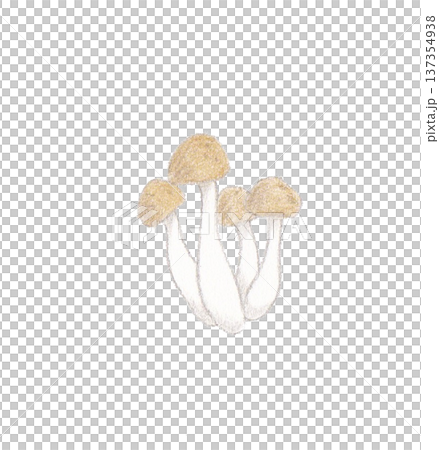 Shimeji mushrooms drawn with colored pencils Shimeji mushrooms drawn with colored pencils 137354938