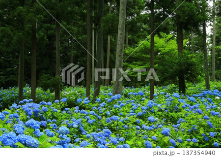 青い紫陽花 青い紫陽花 137354940