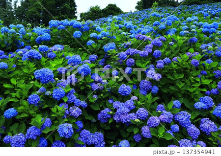 青い紫陽花 青い紫陽花 137354941