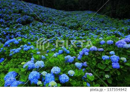 青い紫陽花 青い紫陽花 137354942