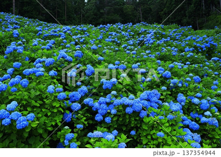青い紫陽花 青い紫陽花 137354944