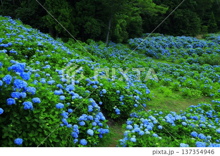 青い紫陽花 青い紫陽花 137354946