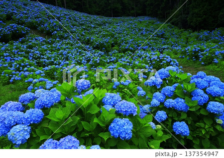 青い紫陽花 青い紫陽花 137354947