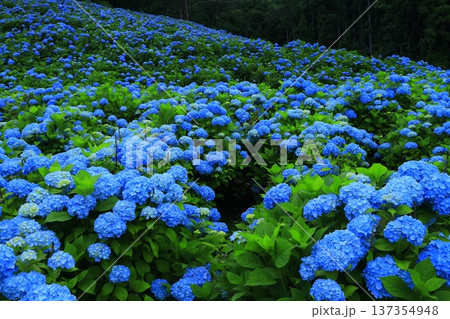 青い紫陽花 青い紫陽花 137354948