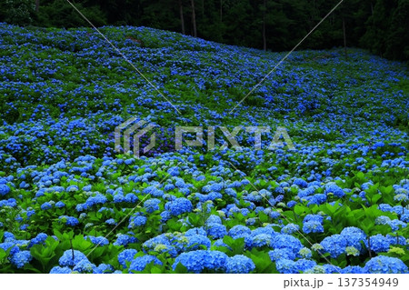 青い紫陽花 青い紫陽花 137354949