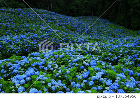 青い紫陽花 青い紫陽花 137354950