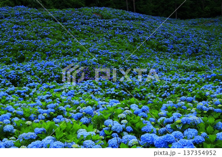青い紫陽花 137354952
