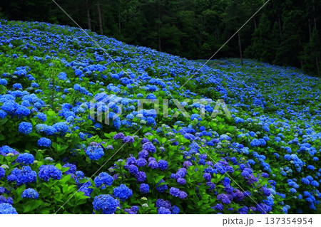 青い紫陽花 青い紫陽花 137354954