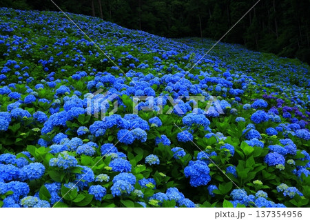 青い紫陽花 青い紫陽花 137354956