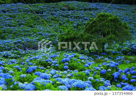 青い紫陽花 青い紫陽花 137354960
