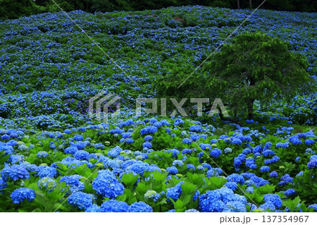 青い紫陽花 青い紫陽花 137354967