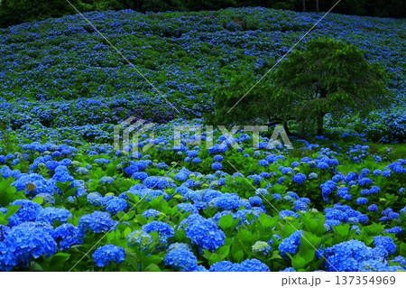 青い紫陽花 137354969