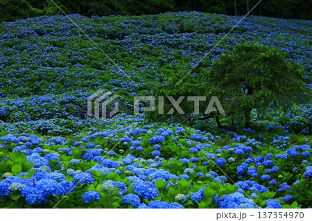 青い紫陽花 青い紫陽花 137354970