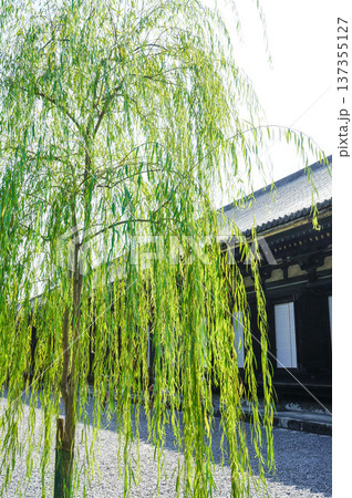 柳の木と京都の伝統建築の風景 柳の木と京都の伝統建築の風景 137355127