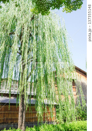 柳の木と和風の背景が広がる夏の風景 137355148
