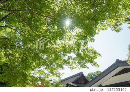 木漏れ日が差し込む緑豊かな木々と青空 137355162