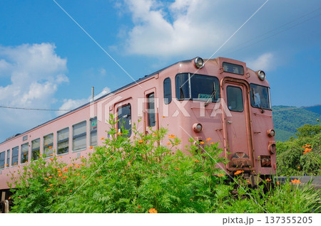 夏空の下を走るピンクの電車と花々 夏空の下を走るピンクの電車と花々 137355205