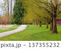 Beautiful walkway in a park along blooming trees 137355232
