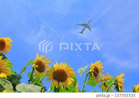 青空に向かって咲くひまわり 青空に向かって咲くひまわり 137355535