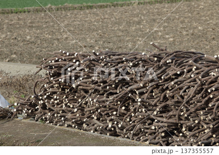 冬に剪定したイチジクの枝 冬に剪定したイチジクの枝 137355557