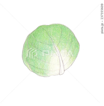 色えんぴつ画のキャベツ 色えんぴつ画のキャベツ 137355609