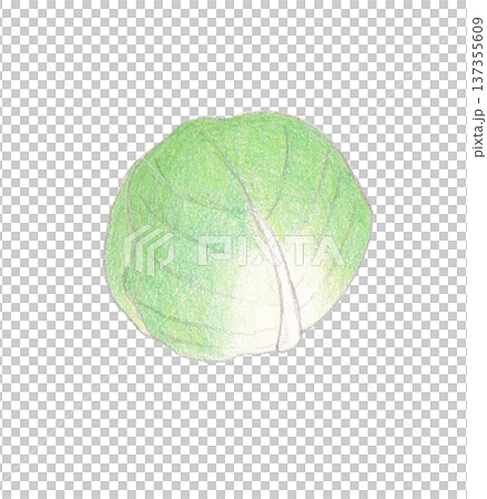 色えんぴつ画のキャベツ 色えんぴつ画のキャベツ 137355609