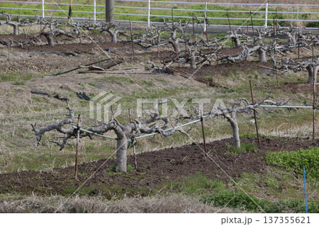 冬に剪定したイチジク畑 137355621