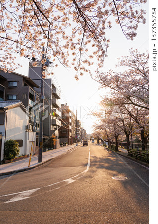 夕暮れの岡崎疎水と桜並木(京都市) 夕暮れの岡崎疎水と桜並木(京都市) 137355784
