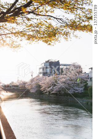 夕暮れの岡崎疎水と桜並木（京都市） 137355789