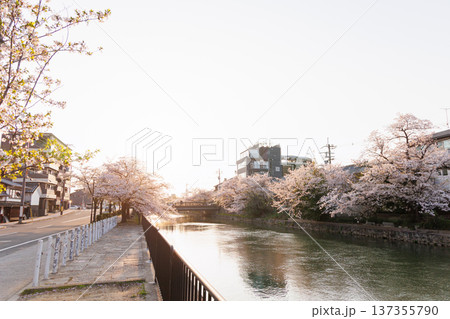 夕暮れの岡崎疎水と桜並木（京都市） 137355790