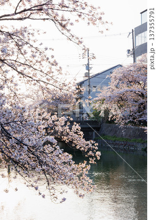 夕暮れの岡崎疎水と桜並木（京都市） 137355791