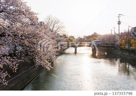 夕暮れの岡崎疎水と桜並木（京都市） 137355796