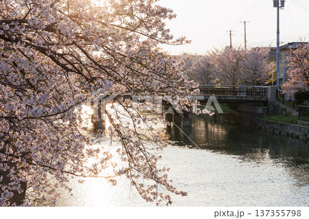 夕暮れの岡崎疎水と桜並木(京都市) 夕暮れの岡崎疎水と桜並木(京都市) 137355798
