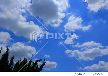 爽やかな青空と田園風景 爽やかな青空と田園風景 137355926